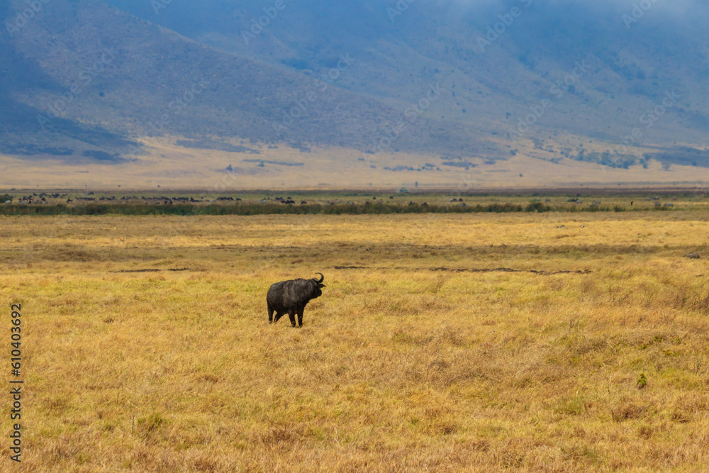 African buffalo or Cape buffalo (Syncerus caffer) in Ngorongoro Crater National Park in Tanzania. Wildlife of Africa