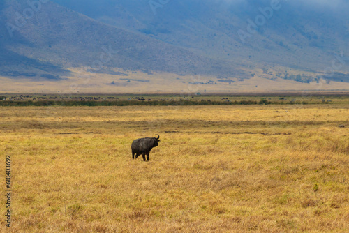Fototapeta Naklejka Na Ścianę i Meble -  African buffalo or Cape buffalo (Syncerus caffer) in Ngorongoro Crater National Park in Tanzania. Wildlife of Africa