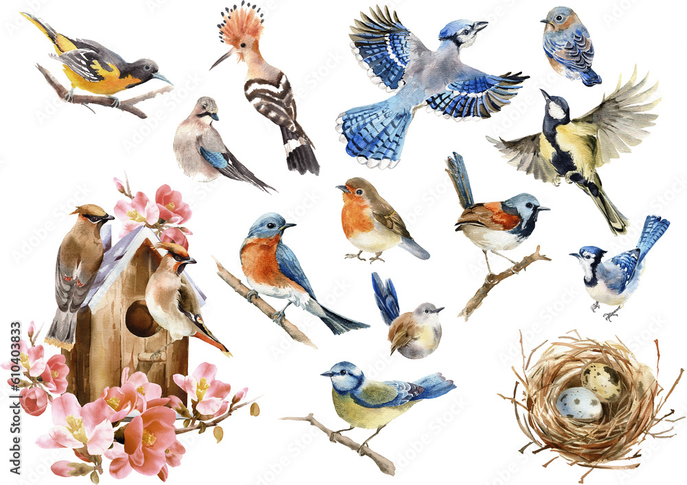 Watercolor birds clipart. Painted forest cute bird. Robin, wren, blue bird, waxwing, blue jay, blue tit, birdhouse, nest PNG. Spring or summer design