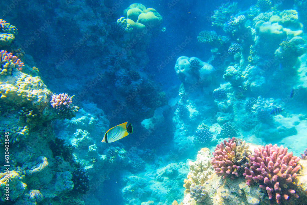 Obraz premium Chevron butterflyfish (Chaetodon trifascialis), also known as triangulate butterflyfish or V-lined butterflyfish, on coral reef in the Red sea in Ras Mohammed national park, Sinai peninsula in Egypt