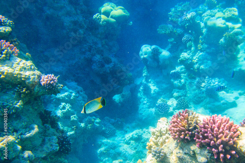 Chevron butterflyfish (Chaetodon trifascialis), also known as triangulate butterflyfish or V-lined butterflyfish, on coral reef in the Red sea in Ras Mohammed national park, Sinai peninsula in Egypt