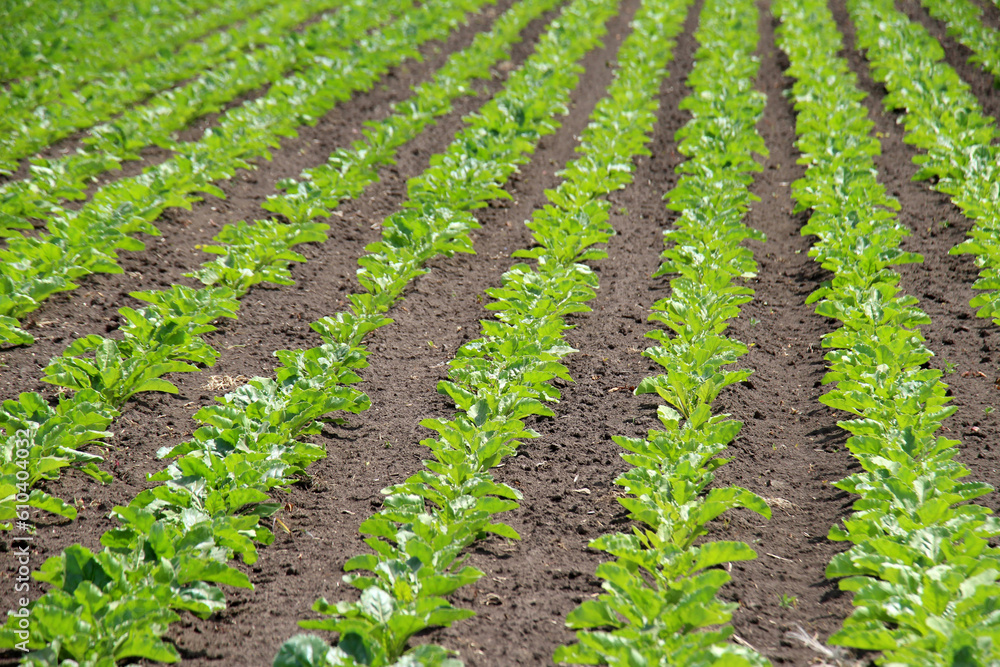 On the farm field grow sugar beets On the farm field grow sugar beets