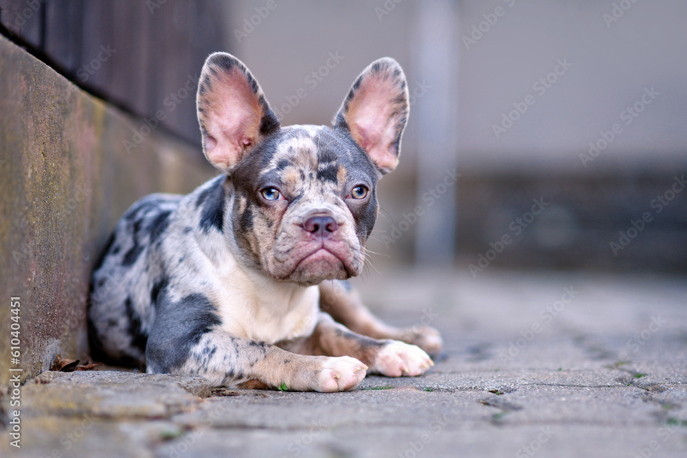 Young blue merle tan French Bulldog dog