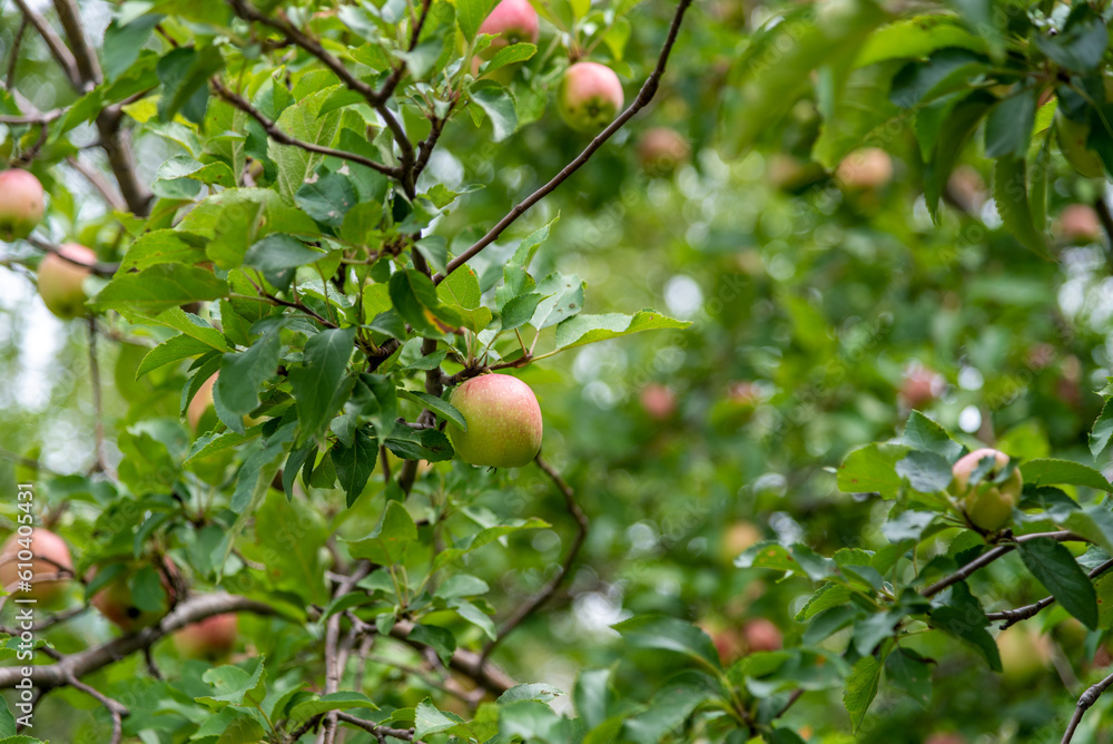 Ripe Wild Apples Ready For Harvest In Late August In Wisconsin