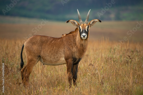 impala in the savannah