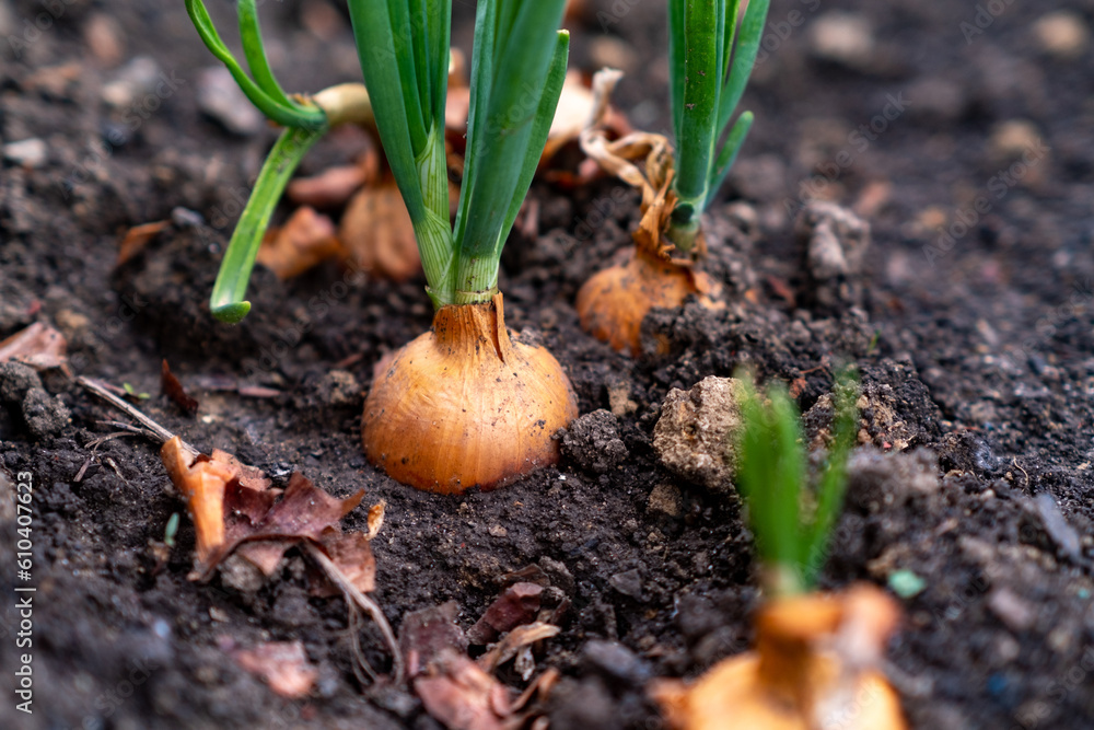 Sprouted onion bulbs in the ground. Selective focus. nature. Sprouted onion bulbs in the ground. Selective focus. nature.