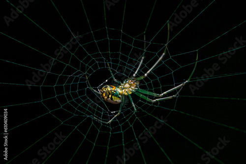 Orb Weaver On Web At Night. Great Smoky Mountains National Park, Tennesee, USA