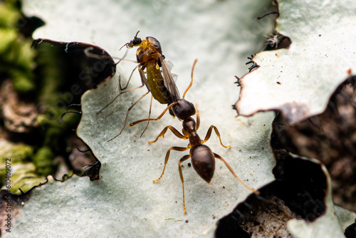 Odorous House Ant (Tapinoma sessile) and Fungus Gnat (Chironomidae). © J