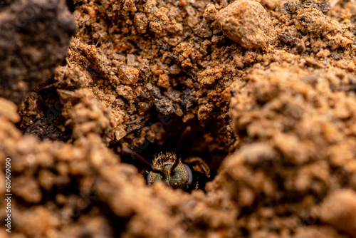 Golden Metallic Sweat Bee (Lasioglossum sp.) Peeking Out of Nest. Morehead, Kentucky USA