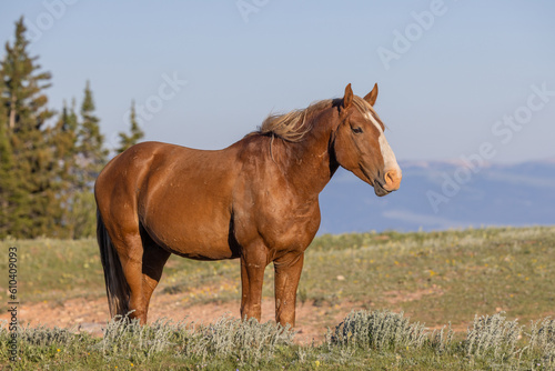Beautiful Wild Horse in the Pryor Mountains Montana in Summer © natureguy