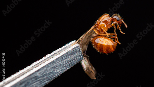 Carolina Theif Ant (Solenopsis carolinensis) western form from Perry Park, Colorado, USA