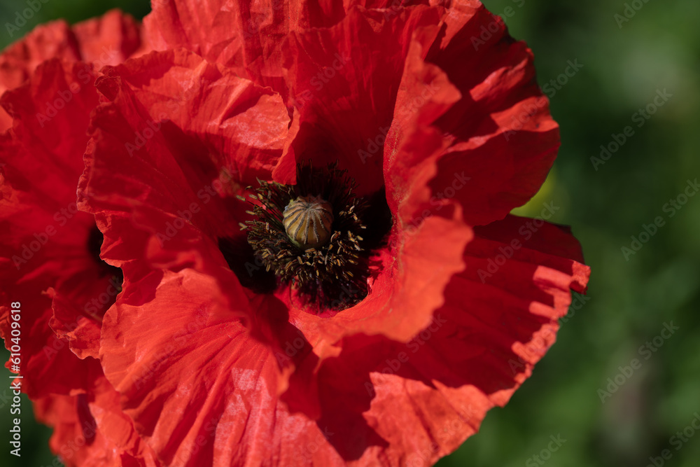 Close-up of a red wild poppy flower. The flower is photographed from above. You can see the pistil and the pollen in the middle. Close-up of a red wild poppy flower. The flower is photographed from above. You can see the pistil and the pollen in the middle.