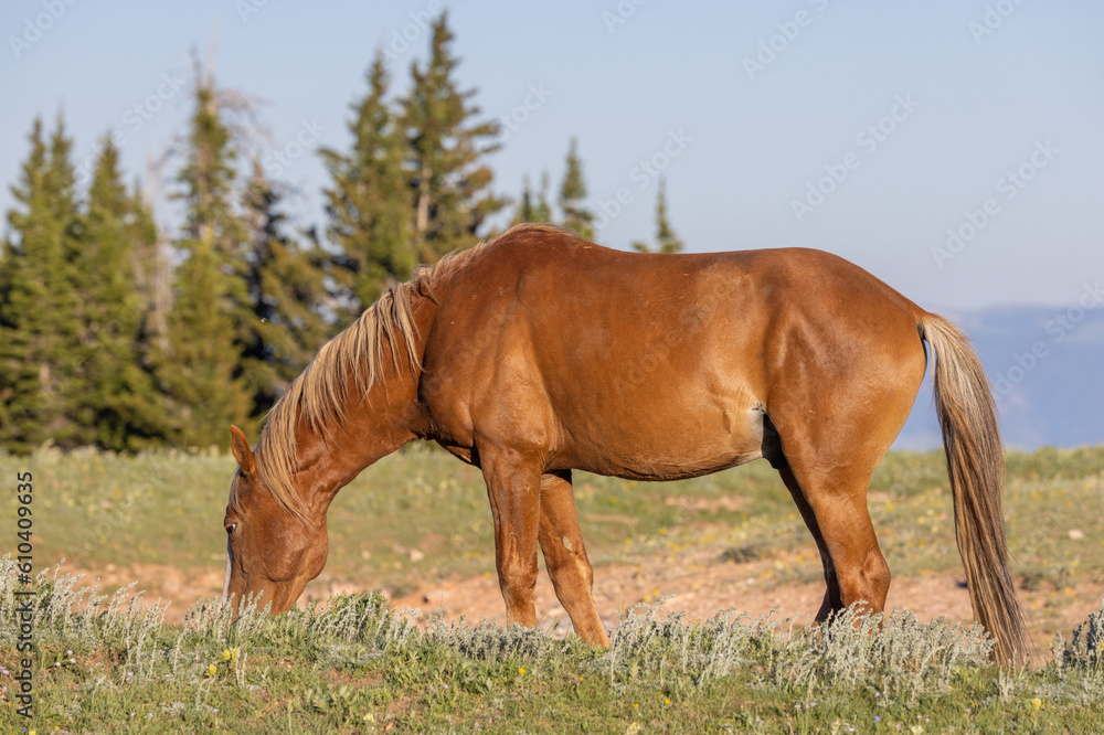 Obraz premium Beautiful Wild Horse in the Pryor Mountains Montana in Summer