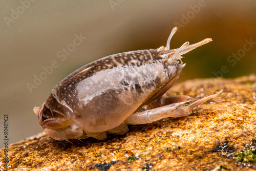 Pacific Mole Crab or Sand Crab or Sand Turtle on Rock. Santa Barbara, California USA