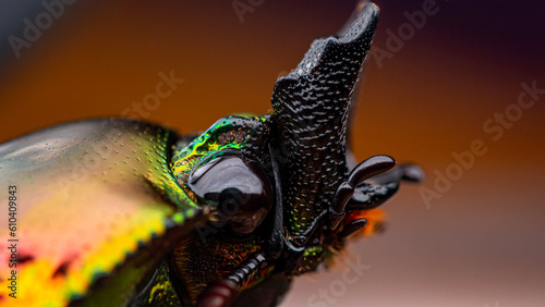 Rainbow Stag (Phalacrognathus mulleri) Beetle Face Closeup.