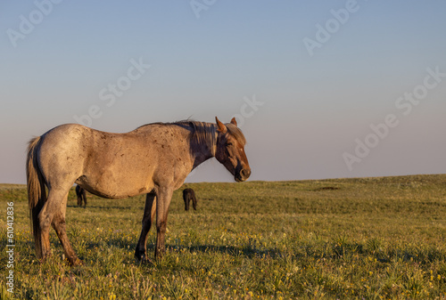 Beautiful Wild Horse in the Pryor Mountains Montana in Summer