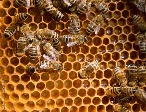 Close-up of bees filling the honeycomb. Bees working in the hive. Beekeeping.