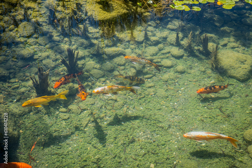  koi carp in a Japanese garden