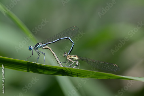 Two delicate feather dragonflies (Platycnemididae) are on a broad blade of grass. The dragonflies form a love heart. They unite and celebrate marriage in nature