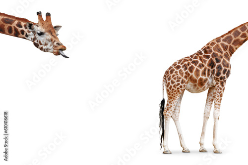 Canvas Print Funny giraffe concept consisting of two parts