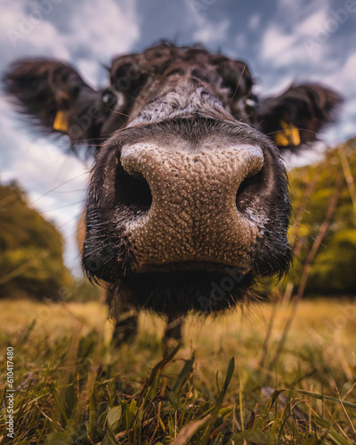 Cute cow is smelling you curious