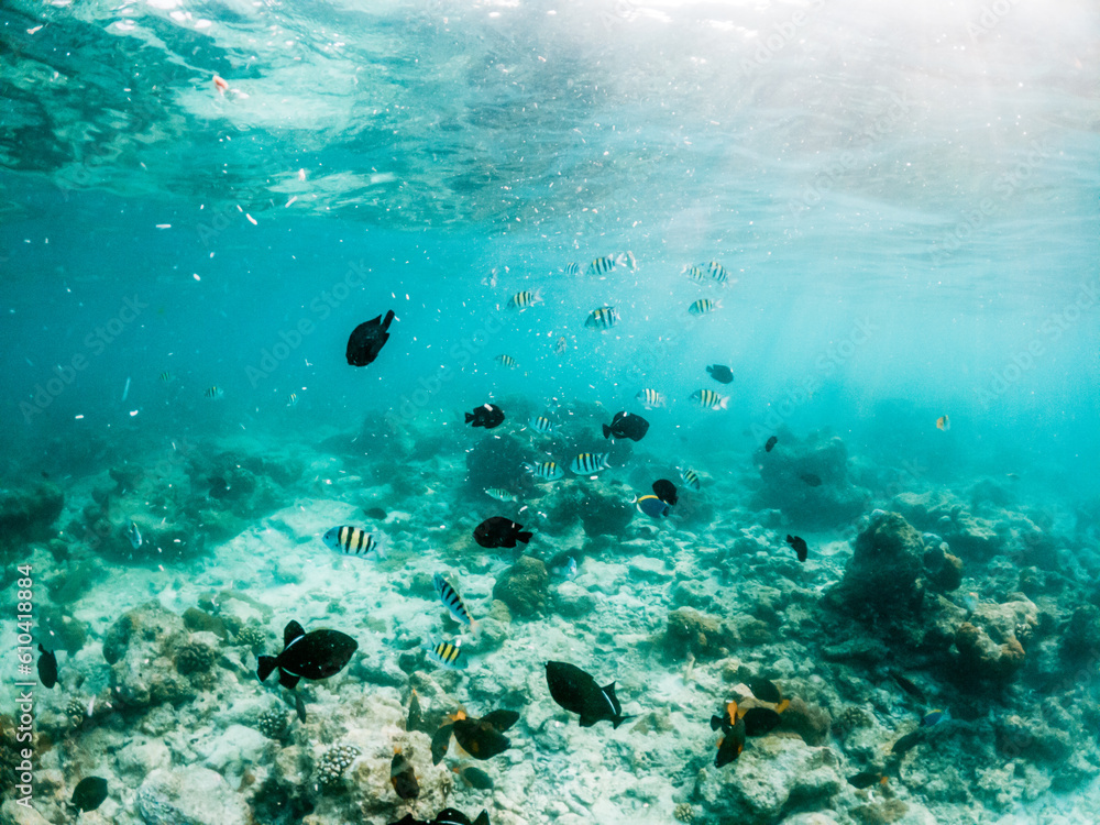 Fototapeta premium corals and tropical fish underwater sea life