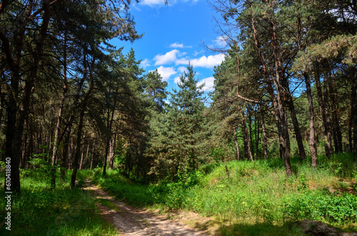 trees in the forest