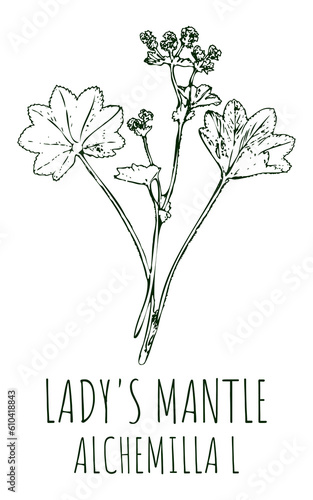 Drawings LADY'S MANTLE. Hand drawn illustration. Latin name Alchemilla vulgaris L. photo