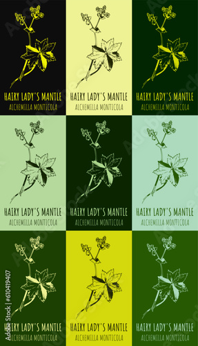 Set of vector drawing of HAIRY LADY'S MANTLE  in various colors. Hand drawn illustration. Latin name Alchemilla monticola.
