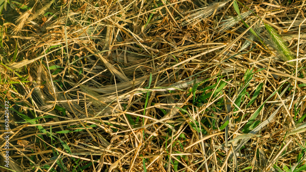 Dry grass. Dry grass background. Dry grass close-up. Mowed grass. Dry grass. Dry grass background. Dry grass close-up. Mowed grass.