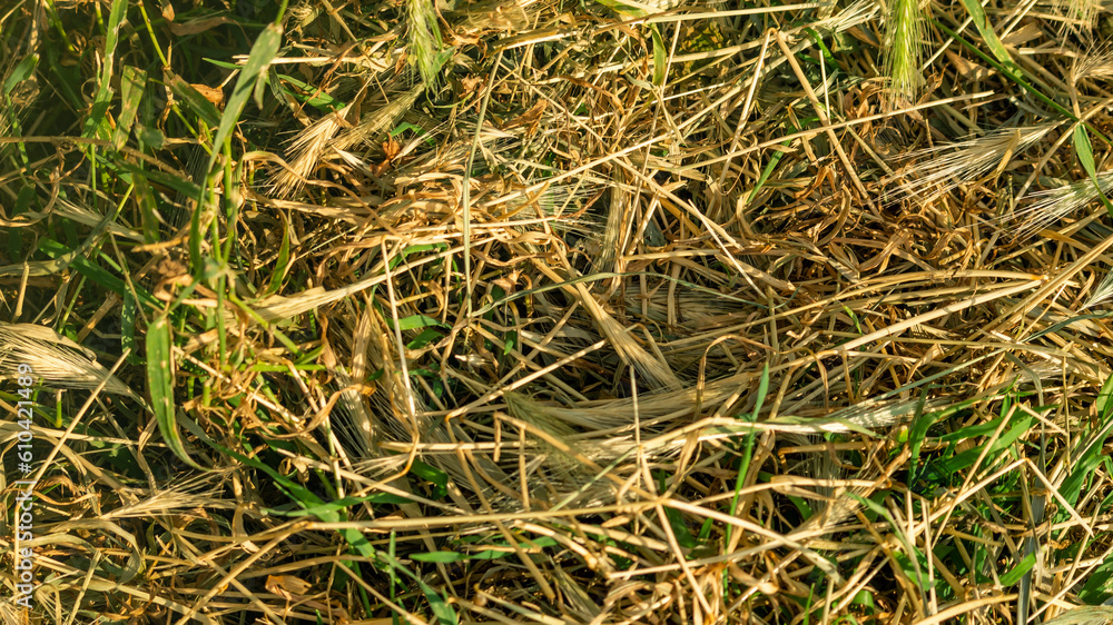 Dry grass. Dry grass background. Dry grass close-up. Mowed grass. Dry grass. Dry grass background. Dry grass close-up. Mowed grass.