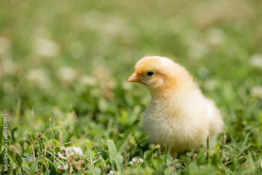 baby chicken in the grass