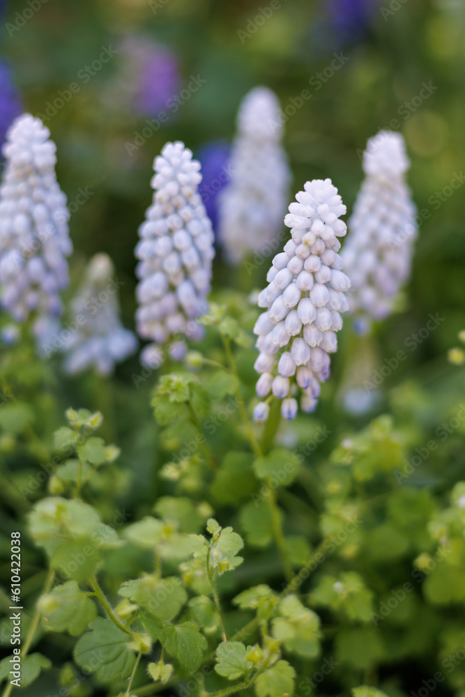 Pretty light blue muscari flowers blooming in an outdoor garden Pretty light blue muscari flowers blooming in an outdoor garden