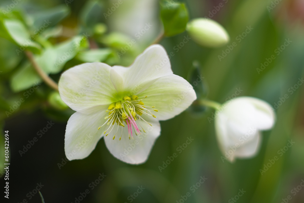 white hellebore flower on a background of green foliage