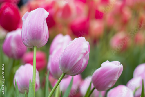 need purple tulips on a pink blurry background