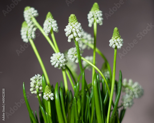 white muscari flowers on a gray blurred background