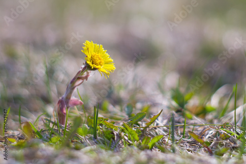 a lone tussilago flower in foliage on a blurry background