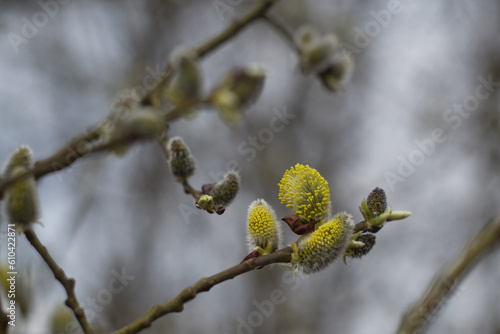 yellow fluffy willow flower on a blurry background