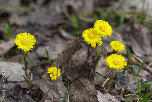 yellow tussilago flowers grow in dry brown foliage