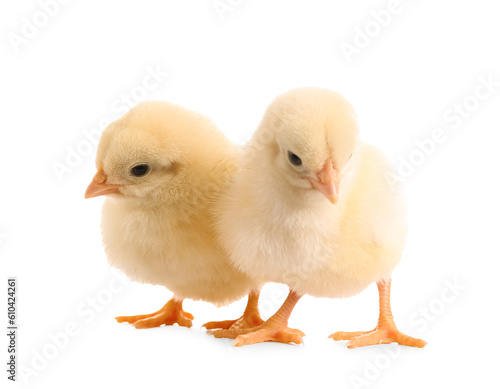Cute little chicks on white background Fototapet