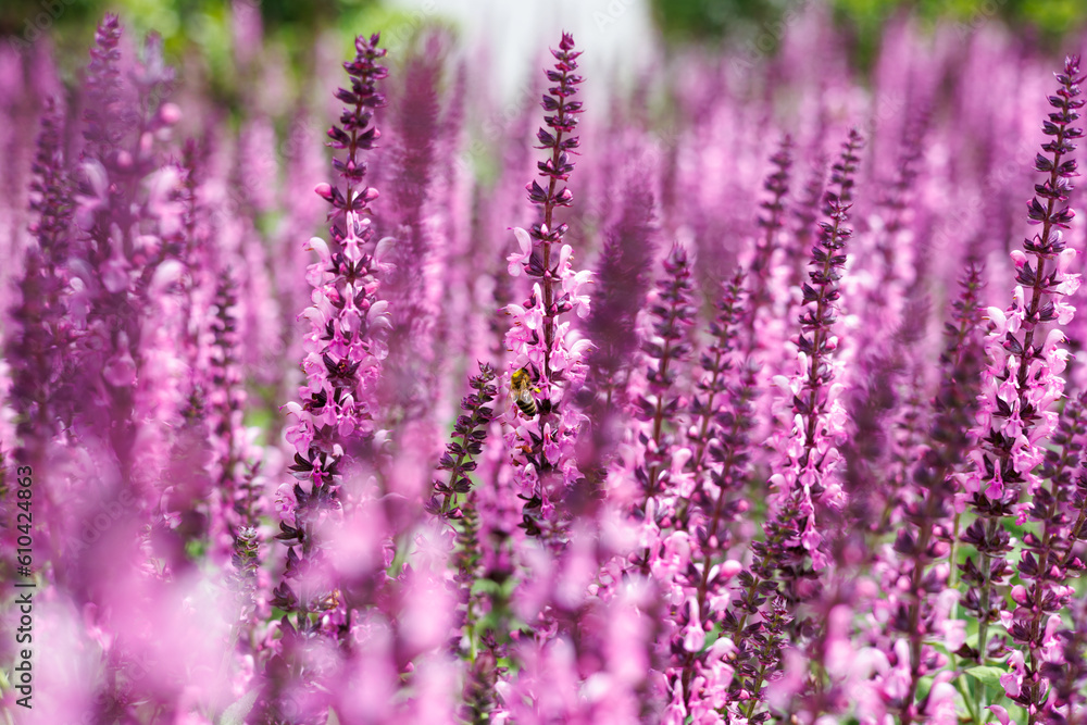 A bee and pink purple salvia flowers A bee and pink purple salvia flowers