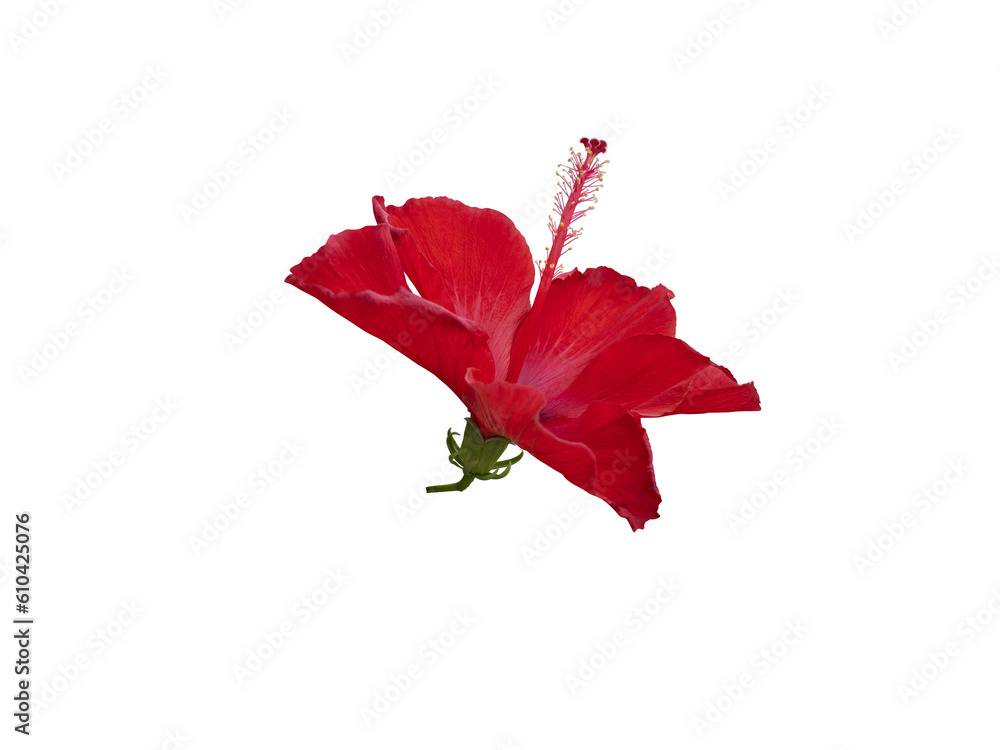 Fototapeta premium Red brilliant flowers of Hibiscus rosa-sinensis cut out and isolated, known colloquially as Chinese hibiscus, China rose, Hawaiian hibiscus, rose mallow and shoeblack plant.