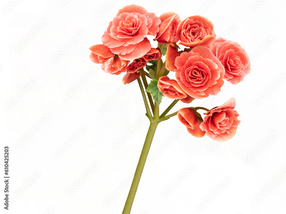 Orange mauve color roses background cut out and isolated.