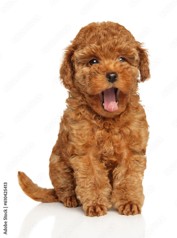 Yawning Poodle Puppy on White Background