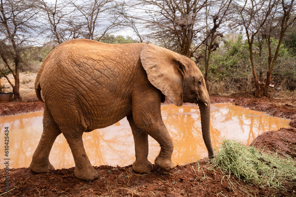Baby elephant walks near a muddy watering hole source - Nairobi, Kenya