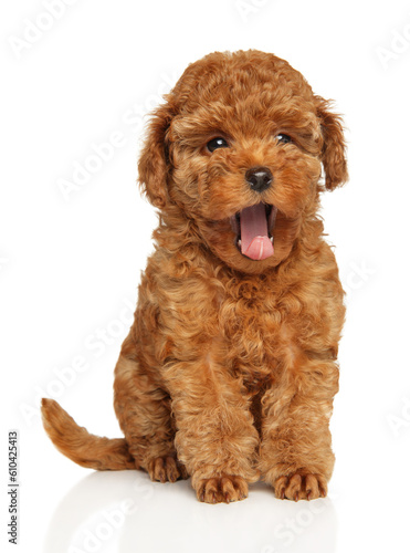 Obraz na płótnie Yawning Poodle Puppy on White Background w salonie