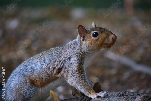 Closeup of a squirrel in the garden photo
