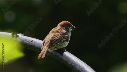 a young tree sparrow sits on a railing getting ready to fly