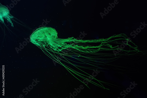 Fuorescent jellyfish swim underwater in aquarium pool with green neon light. The Atlantic sea nettle chrysaora quinquecirrha in blue water, ocean. Theriology, tourism, diving, undersea life.