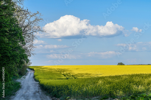Spring landscape of yellow rapeseed field, blue sky with soft clouds and wavy rural dirt road.
